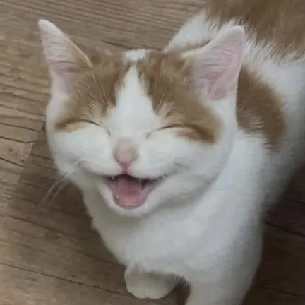 Gato sorrindo e rindo, com expressão alegre e divertida.