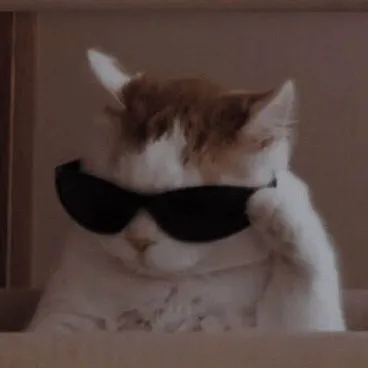 Gato usando óculos de sol, sentado dentro de uma caixa, com uma expressão relaxada e divertida.