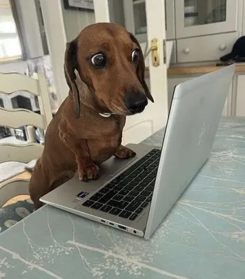 Cachorro dachshund pensativo sentado na mesa com um laptop.