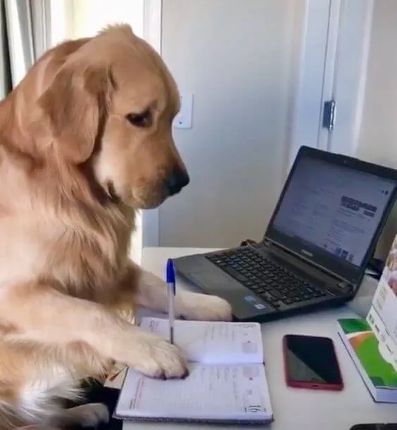 Meme de um cachorro da raça Golden Retriever sentado à mesa de um escritório, parecendo concentrado enquanto segura uma caneta sobre uma agenda aberta ao lado de um notebook ligado.