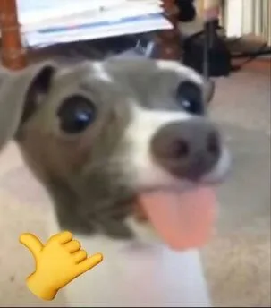 Meme de close-up de um cão da raça Galgo Italiano com olhos arregalados e língua de fora, com um emoji de "shaka" (hang loose) no canto inferior esquerdo.