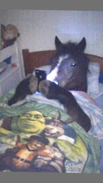 Meme cavalo mexendo no celular e cobertor do shrek.