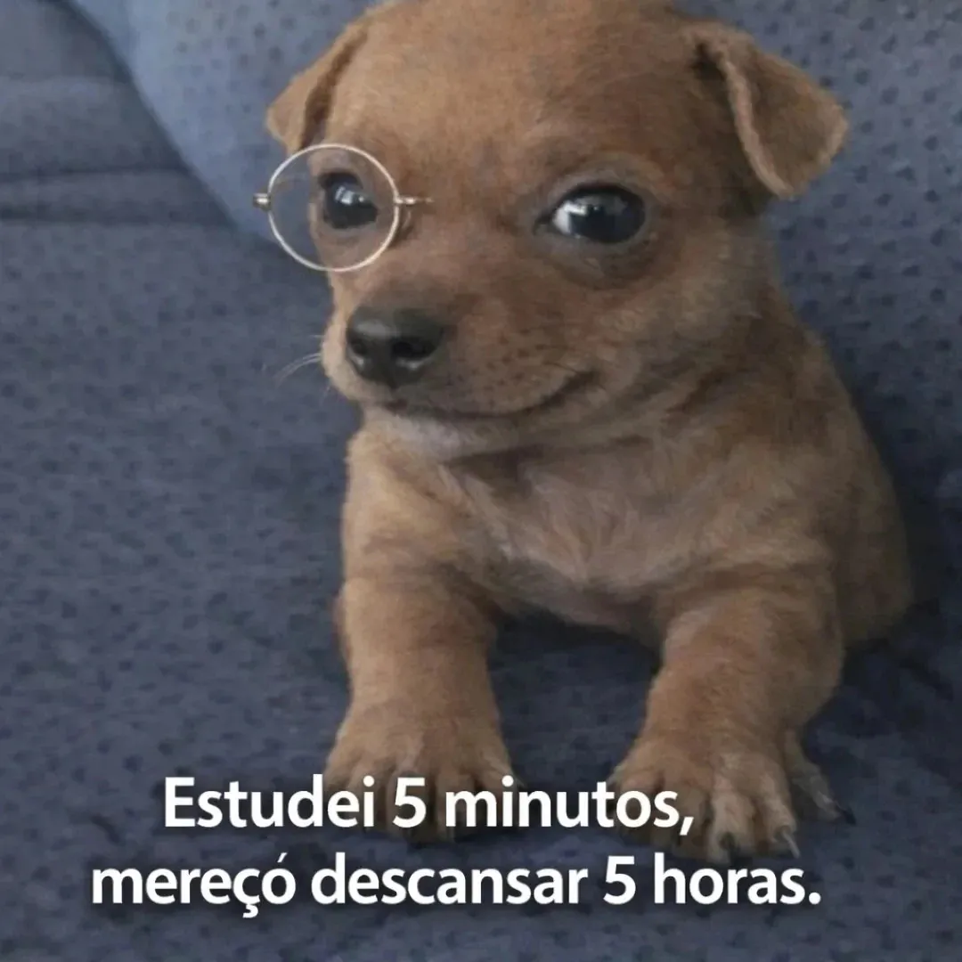Filhote de cachorro com óculos, expressão fofa, legenda "Estudei 5 minutos, mereço descansar 5 horas" em fundo de sofá azul.
