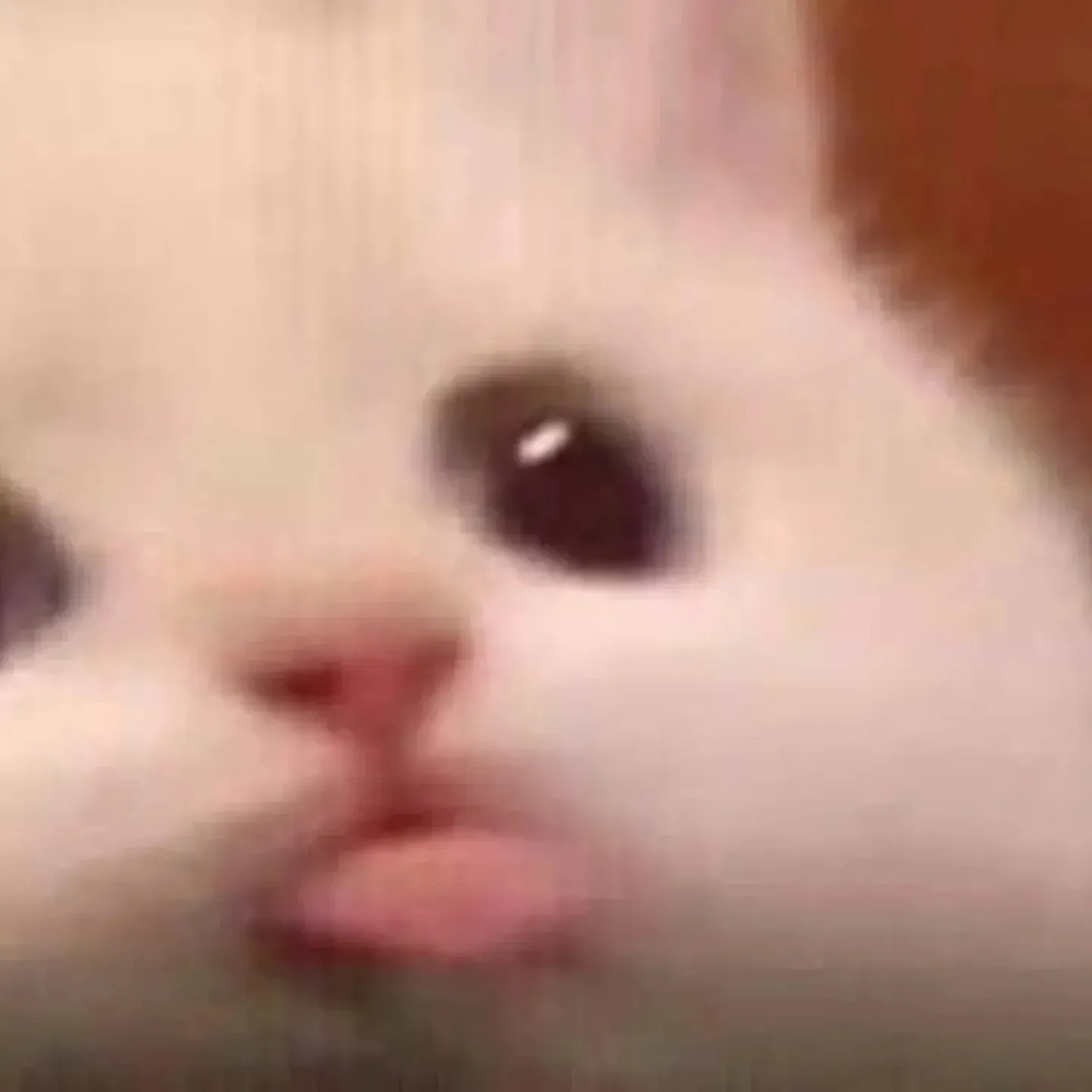 Close-up de um gatinho fofo com olhos grandes e expressão curiosa.