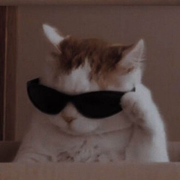 Gato usando óculos de sol, sentado dentro de uma caixa, com uma expressão relaxada e divertida.