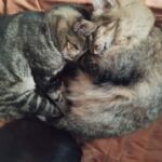 Fotografia em close de dois gatos rajados dormindo profundamente encostados um no outro sobre uma manta de cor pêssego. Um gato tem pelagem cinza e preta mais curta, enquanto o outro é mais peludo em tons de bege e marrom.